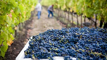 argomenti scrittura vino